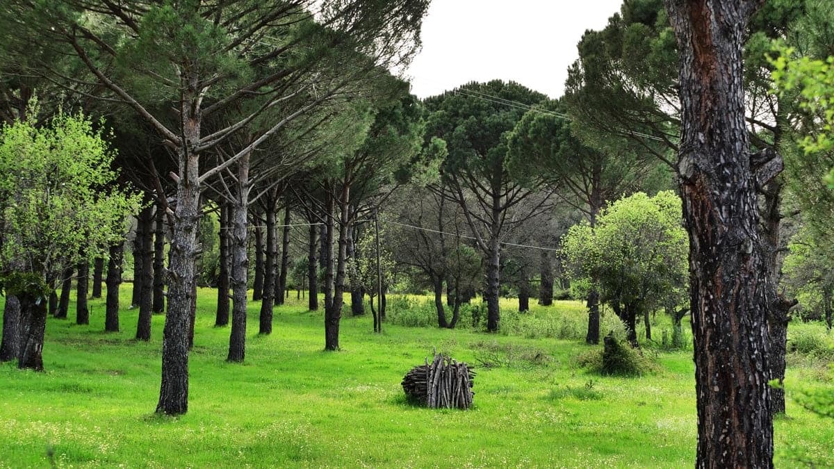 Kozak Yaylası — fotoğraf 1
